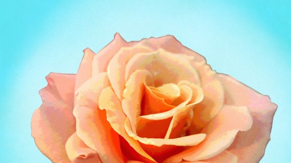 The Last Rose Cover